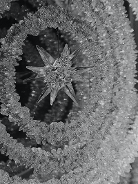 シャンデリアのディテール